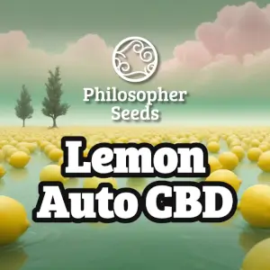 Lemon Auto CBD