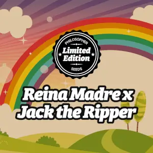 Reina Madre x Jack the Ripper