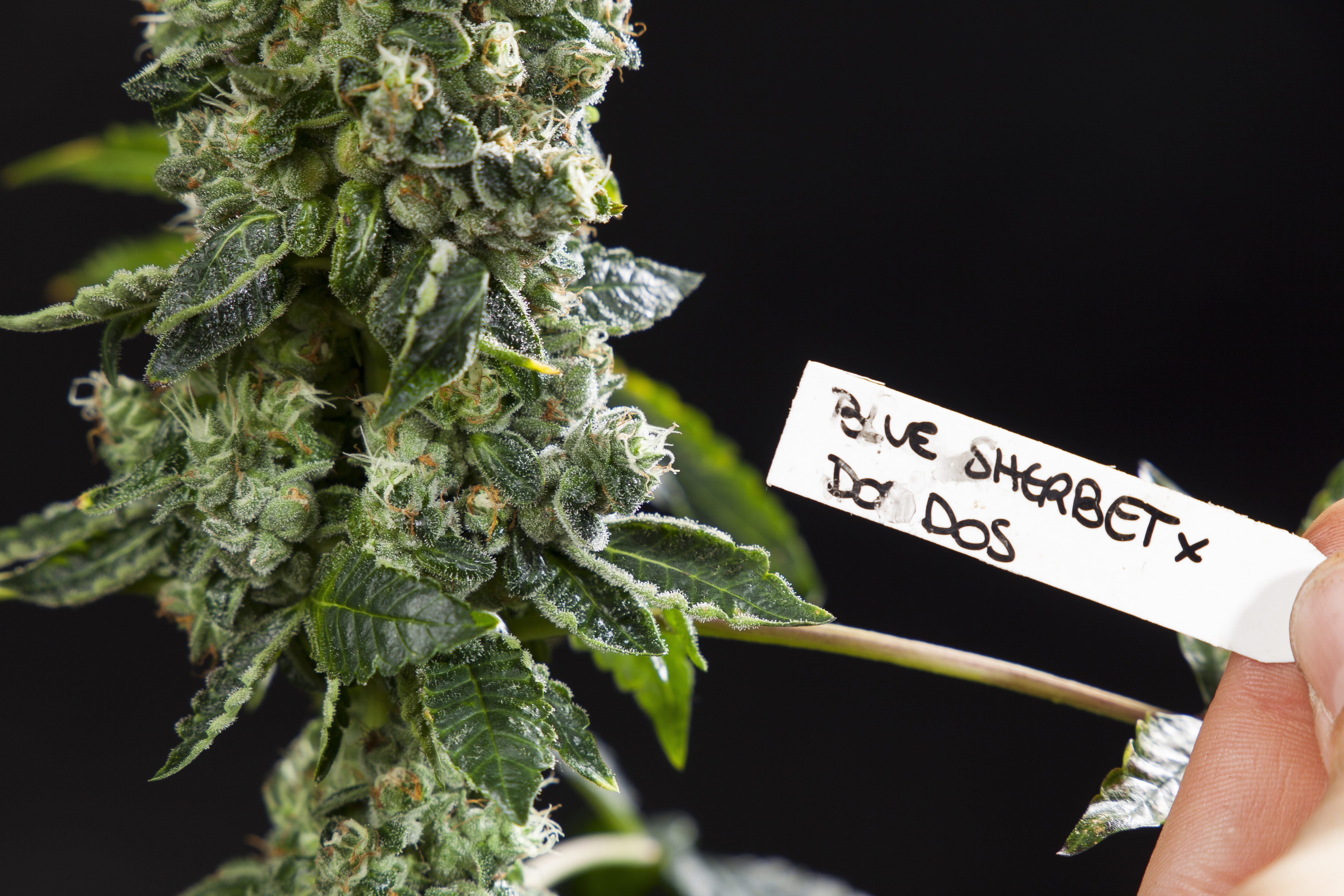 Blue Sherbet X Do Si Dos Philosopher Seeds Bank