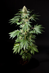 Black Bomb promo Philosopher Seeds