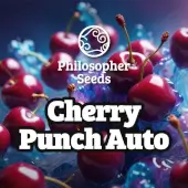 Cherry Punch Auto