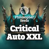 Critical Auto Promo Philosopher Seeds