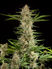 Fraggle Skunk Auto Promo Philosopher Seeds