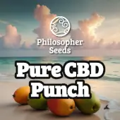 Pure CBD Punch