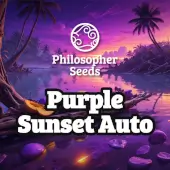 Purple Sunset Auto