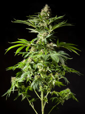 Tropimango Promo Philosopher Seeds