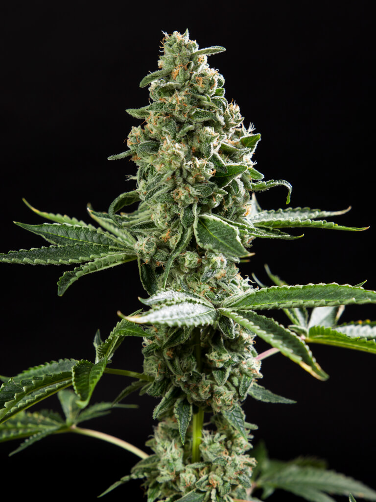 Original Glue x Do-Si-Dos Seeds, Free Shipping